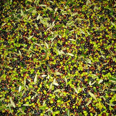 Farm stay Fattoria Gambaro Di Petrognano *